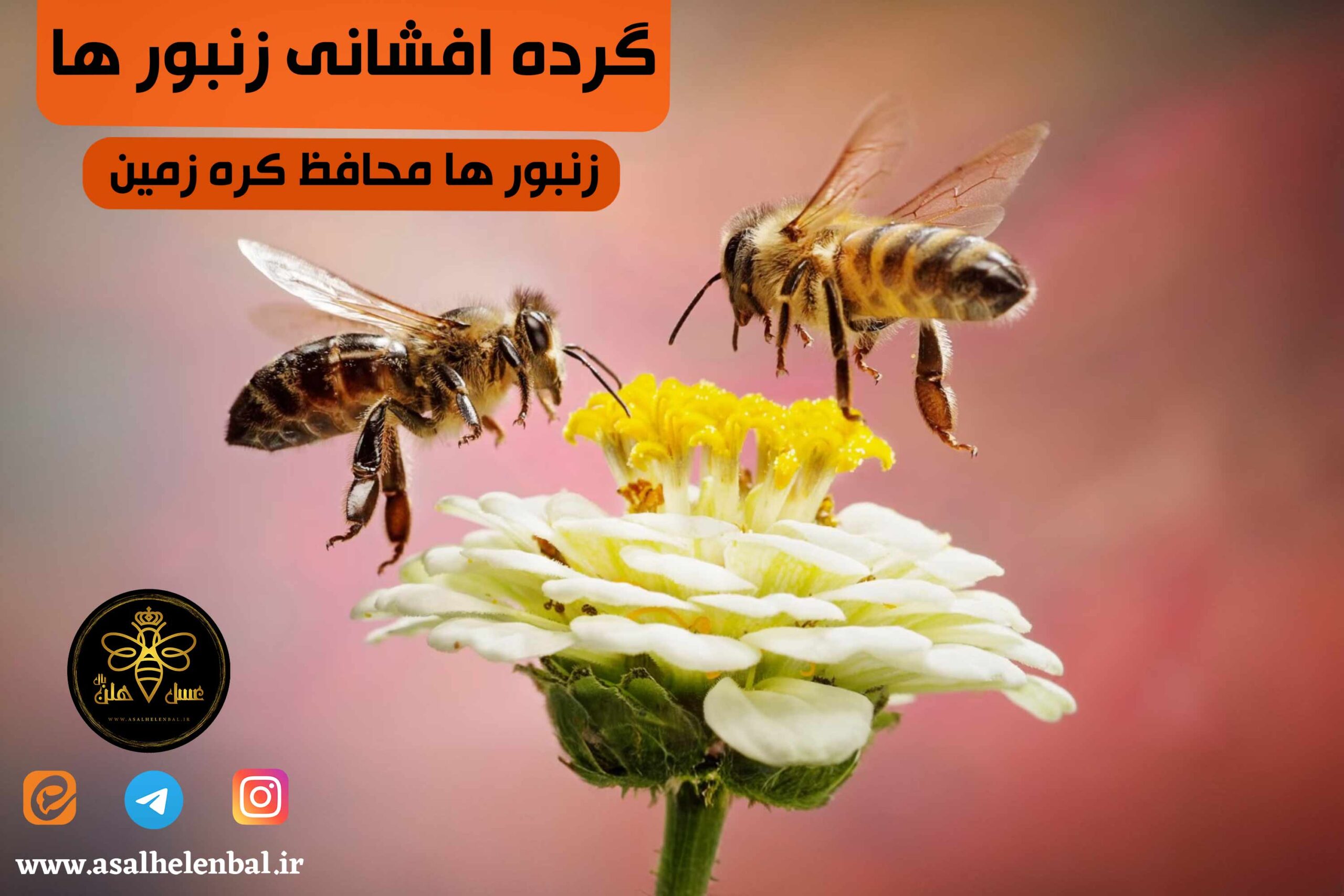 زنبورها بهترین گرده افشان ها