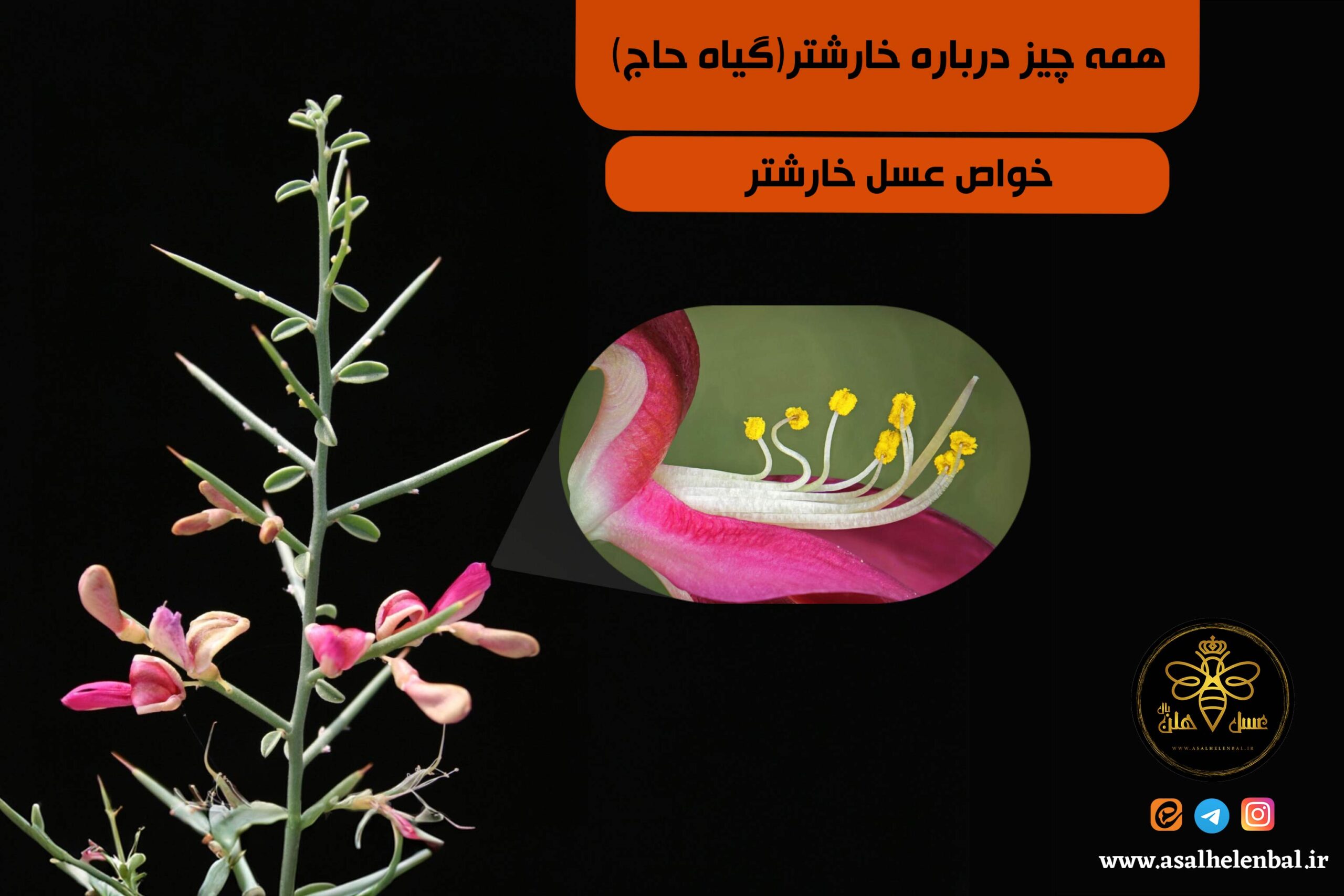 همه چیز درباره خارشتر(گیاه حاج)